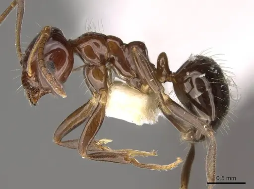 Prolasius convexus - CASENT0281481
