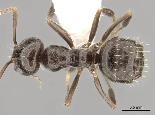 Prolasius convexus - CASENT0281482