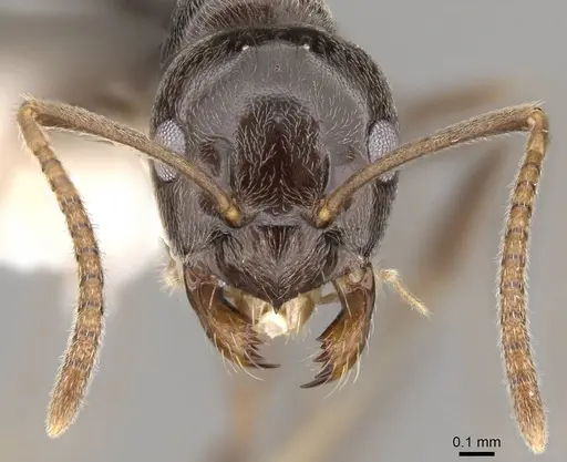 Prolasius convexus - CASENT0281482