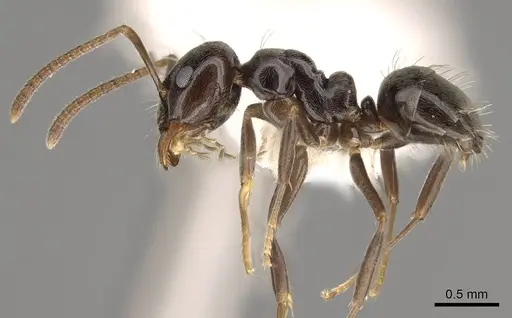 Prolasius convexus - CASENT0281482