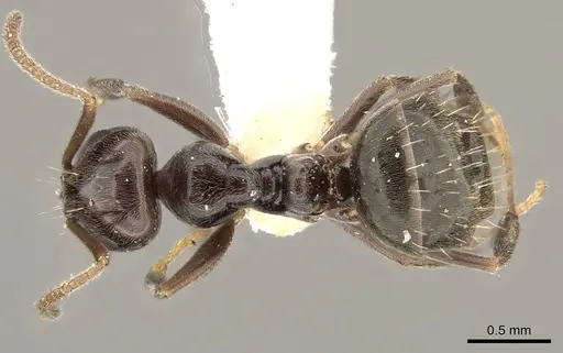 Prolasius convexus - CASENT0281483