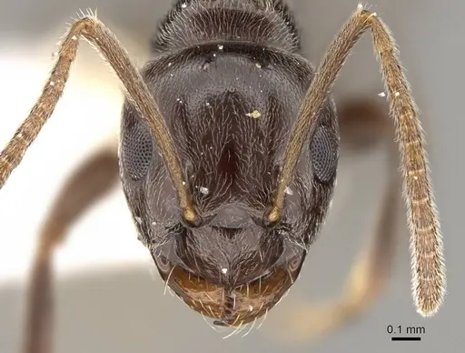 Prolasius convexus - CASENT0281483
