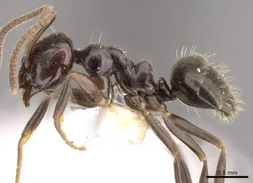 Prolasius convexus - CASENT0281483