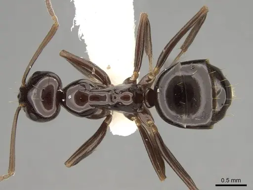 Prolasius depressiceps specimen