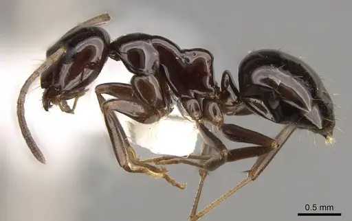 Prolasius depressiceps specimen