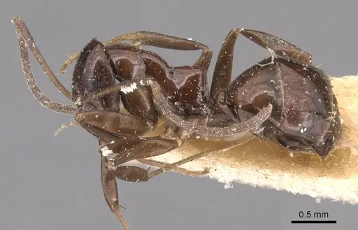 Prolasius depressiceps - CASENT0905128