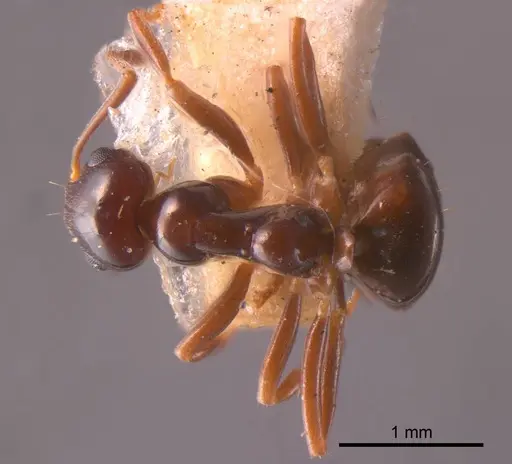 Prolasius flavicornis specimen
