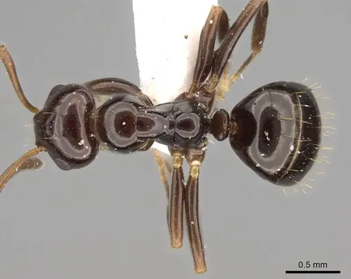 Prolasius flavicornis - CASENT0281470
