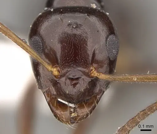 Prolasius flavicornis - CASENT0281470