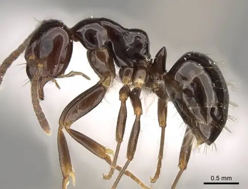 Prolasius flavicornis - CASENT0281470