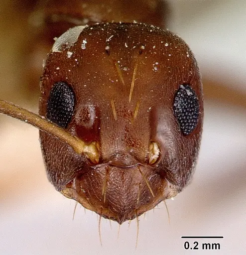 Prolasius formicoides specimen