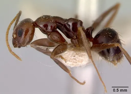 Prolasius formicoides specimen