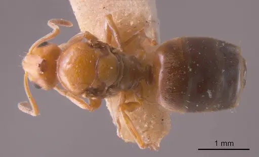 Prolasius hemiflavus specimen