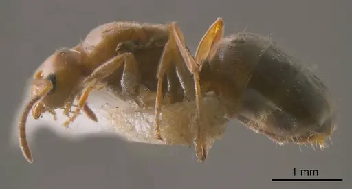 Prolasius hemiflavus specimen