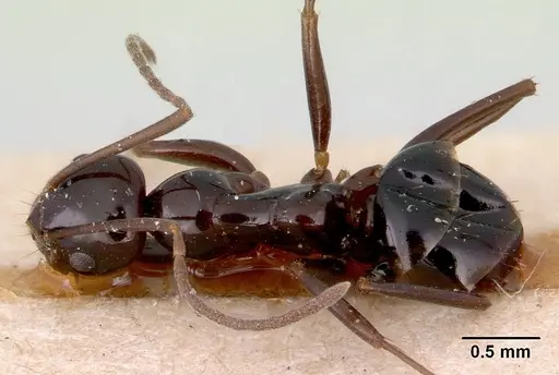 Prolasius nitidissimus specimen