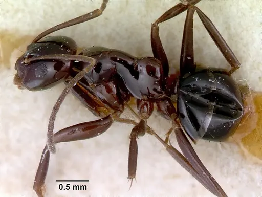 Prolasius nitidissimus specimen