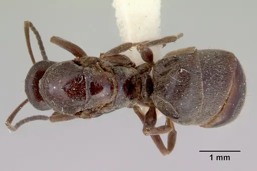 Prolasius nitidissimus - CASENT0172169