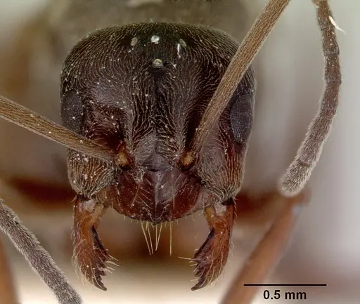 Prolasius nitidissimus - CASENT0172169