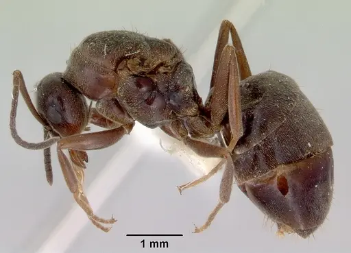 Prolasius nitidissimus - CASENT0172169