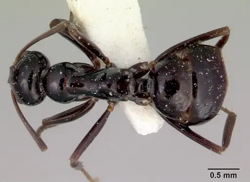 Prolasius nitidissimus - CASENT0172170