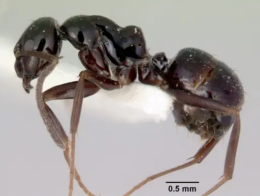 Prolasius nitidissimus - CASENT0172170
