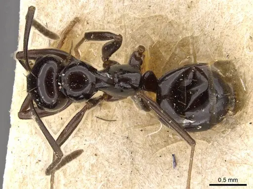 Prolasius nitidissimus - CASENT0909821