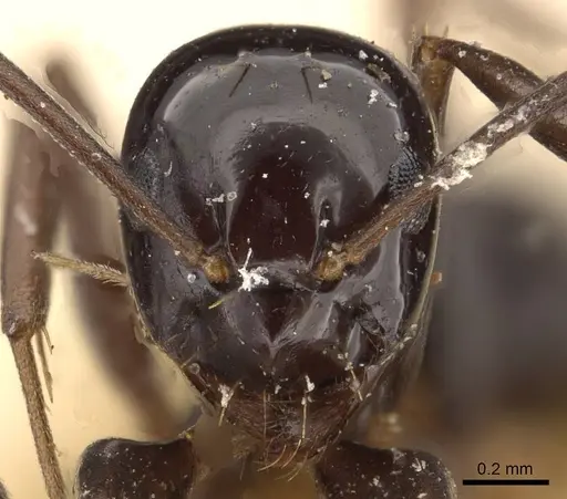 Prolasius nitidissimus - CASENT0909821