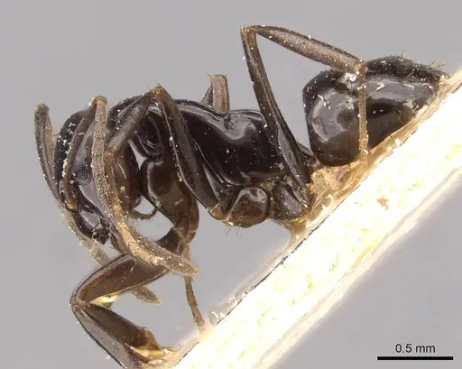 Prolasius nitidissimus - CASENT0909821