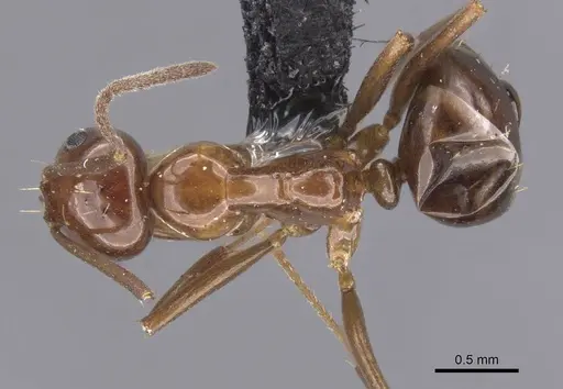 Prolasius nitidissimus - CASENT0913755