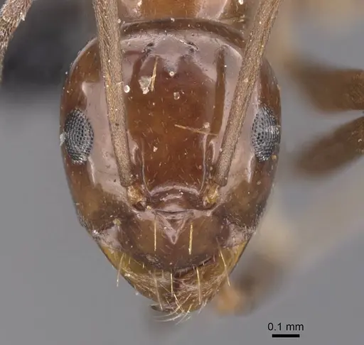 Prolasius nitidissimus - CASENT0913755