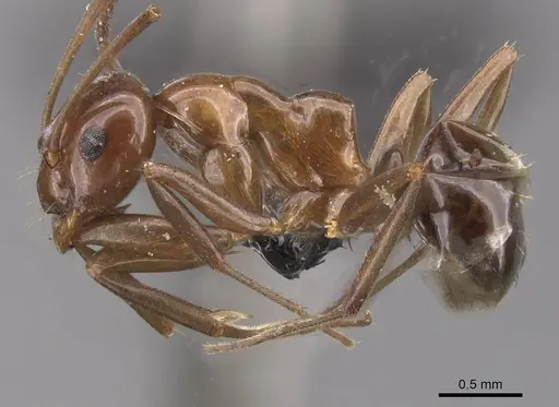 Prolasius nitidissimus - CASENT0913755