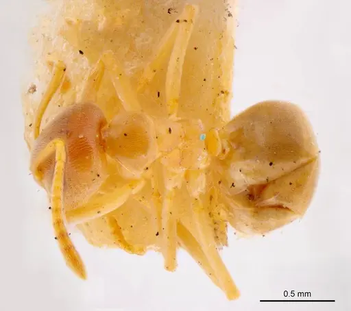 Prolasius pallidus specimen