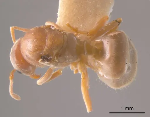 Prolasius pallidus - ANTWEB1008276