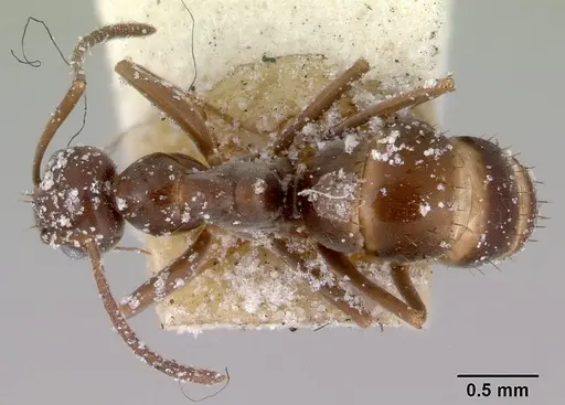 Prolasius wheeleri specimen