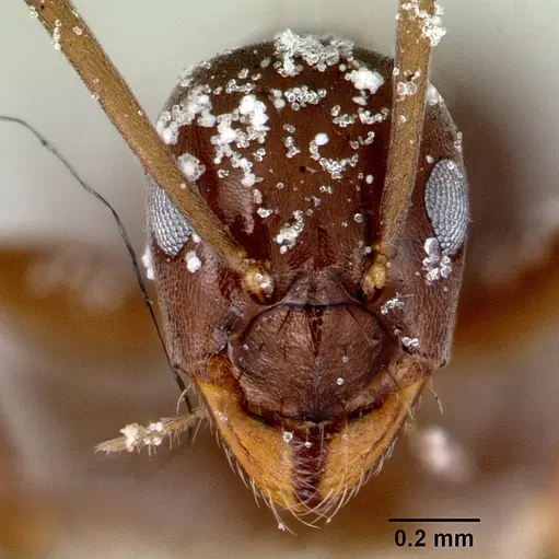 Prolasius wheeleri specimen
