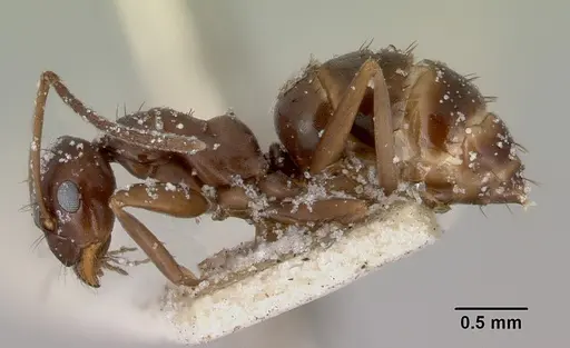 Prolasius wheeleri specimen