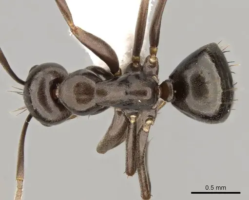 Prolasius wheeleri - CASENT0281473