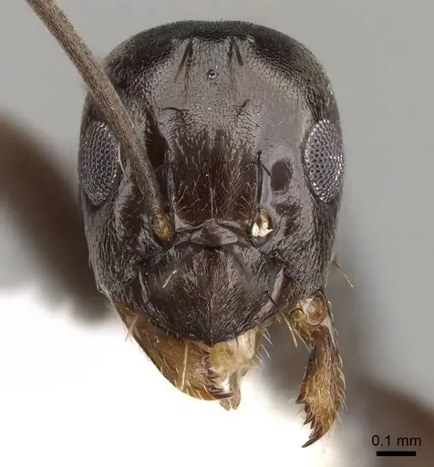 Prolasius wheeleri - CASENT0281473