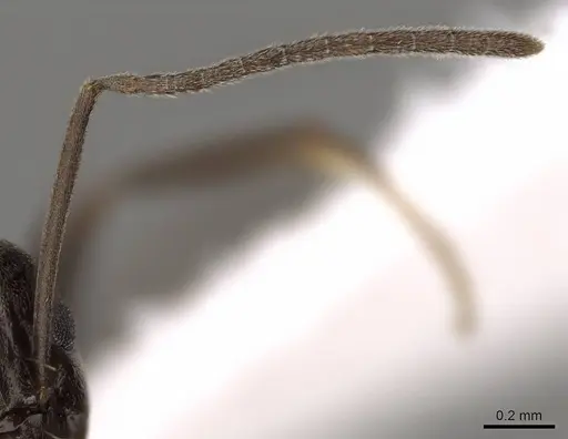 Prolasius wheeleri - CASENT0281473