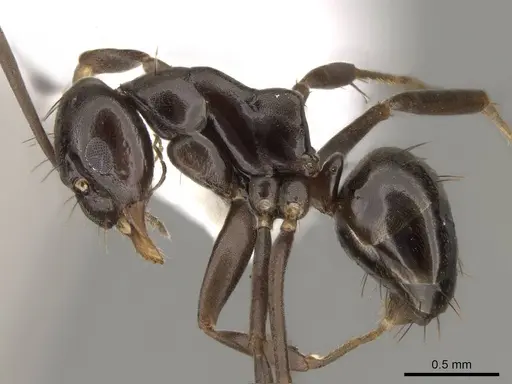 Prolasius wheeleri - CASENT0281473