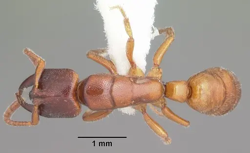 Promyopias silvestrii specimen
