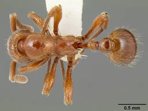 Propodilobus pingorum specimen