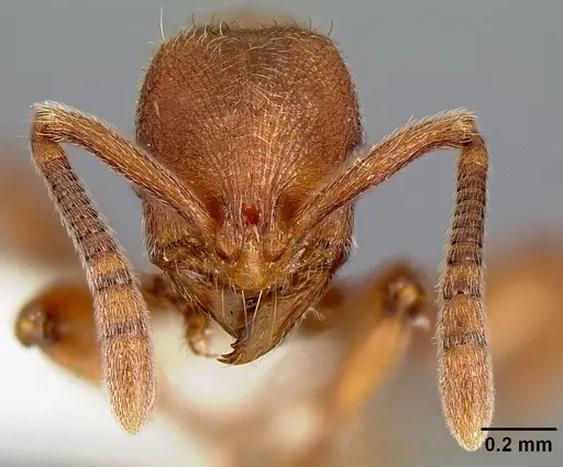 Propodilobus pingorum specimen