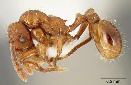 Propodilobus pingorum specimen