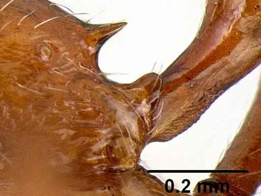 Propodilobus pingorum - CASENT0171177