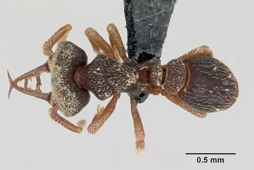 Protalaridris armata specimen