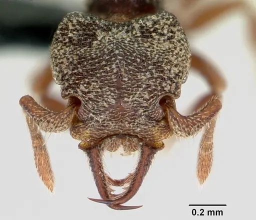 Protalaridris armata specimen