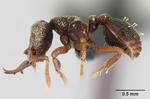 Protalaridris armata specimen