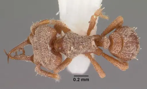 Protalaridris armata - CASENT0102366