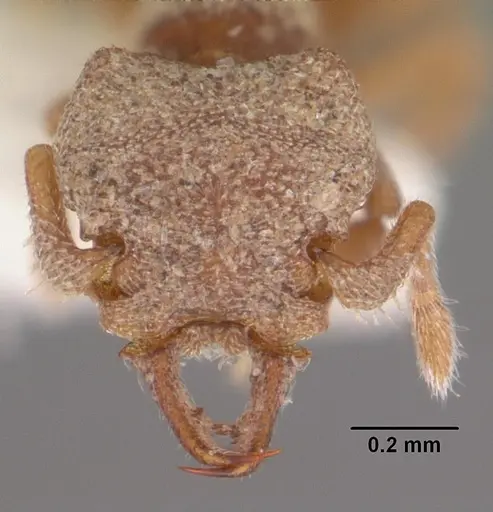 Protalaridris armata - CASENT0102366